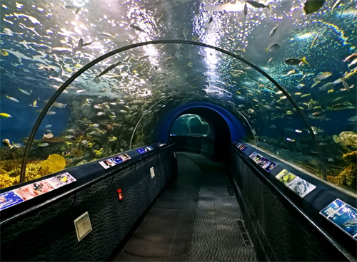 掌上水族馆《钓鱼大对决》上线，感恩回馈大放送